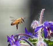 Bee