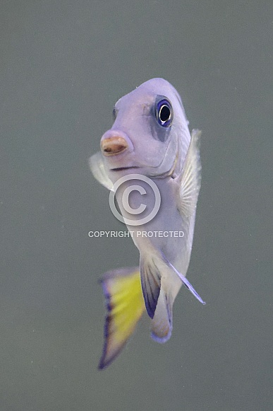 Atlantic blue tang (Acanthurus coeruleus)