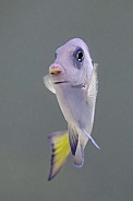 Atlantic blue tang (Acanthurus coeruleus)