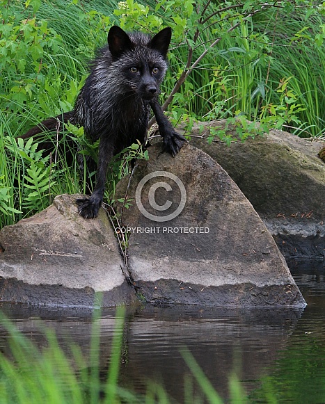 Silver fox Silver fox