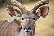 greater kudu (Tragelaphus strepsiceros)  on the blurred background