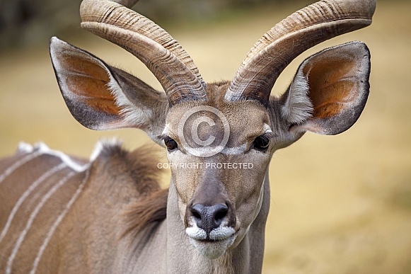 greater kudu (Tragelaphus strepsiceros)  on the blurred background
