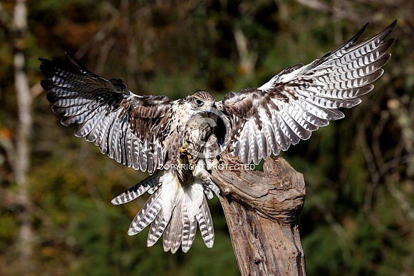 Saker Falcon