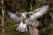 Saker Falcon