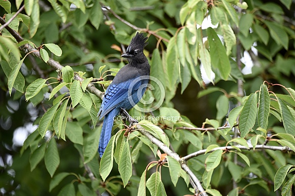 Steller's Jay Steller's Jay