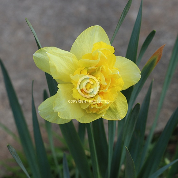 Yellow Daffodil