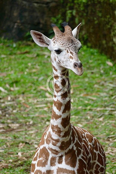 Baby Giraffe
