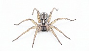Hogna antelucana is a fairly common species of wolf spider in the family Lycosidae isolated on white background. Florida example front face view low angle