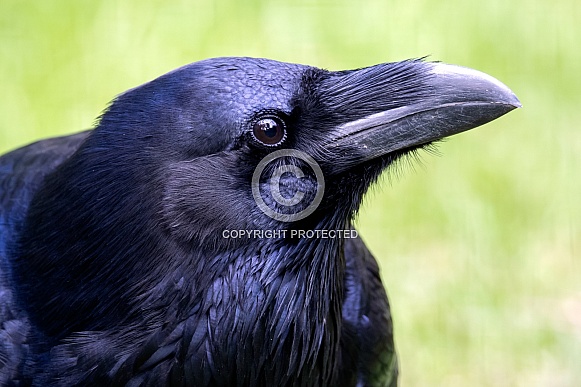 Common raven (Corvus corax) Common raven (Corvus corax)