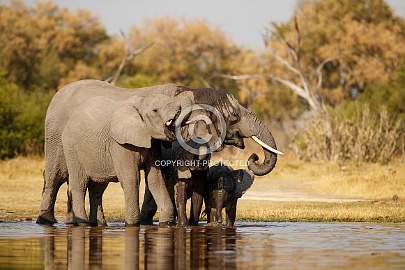 African elephant in the nature habitat