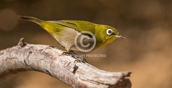Cape White-eye bird