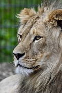 African Lion
