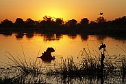 Sunset - Okavango Delta - Botswana