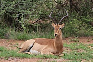Gazelle Buck Laying in  the Grass