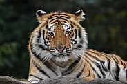 Bengal Tiger