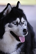 Husky 