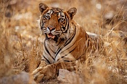 Beautiful tiger in the nature habitat. Tiger pose in amazing light. Wildlife scene with wild animal. Indian wildlife. Indian tiger. Panthera tigris tigris.