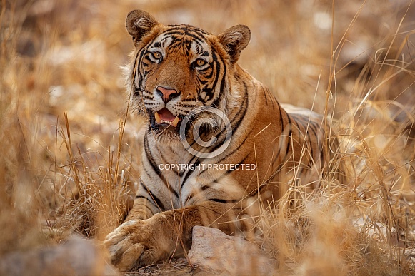 Beautiful tiger in the nature habitat. Tiger pose in amazing light. Wildlife scene with wild animal. Indian wildlife. Indian tiger. Panthera tigris tigris.