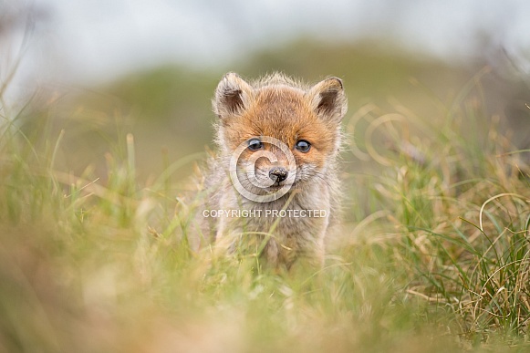 Red fox cubs Red fox cubs