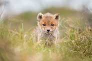 Red fox cubs