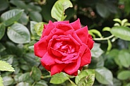 Red Rose