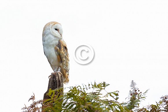 Barn Owl