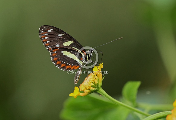 Longwing Butterfly