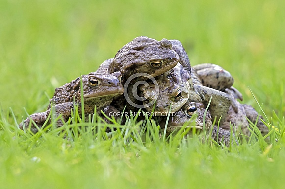 Frogs (Bufo Bufo) Frogs (Bufo Bufo)