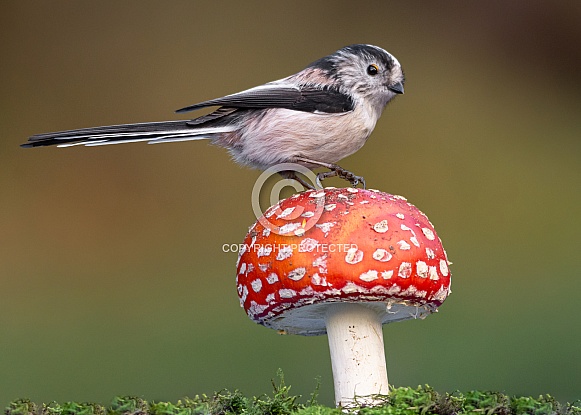 Long tailed tit