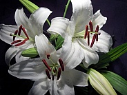 three white day lilies