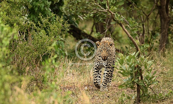 Leopard walking in the bush