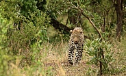 Leopard walking in the bush