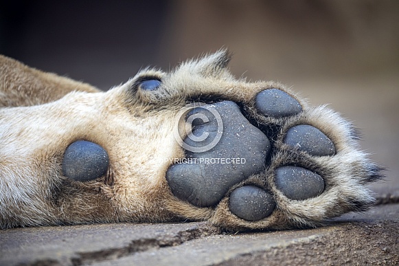 Lions (Panthera Leo) feet Lions (Panthera Leo) feet