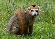 A crowned Lemur