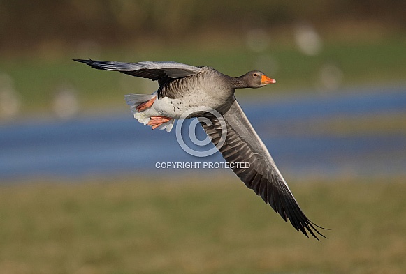 Greylag Goose Greylag Goose