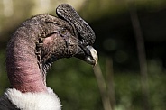 Male Andean Condor Close Up