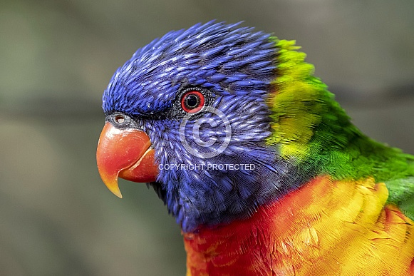 Rainbow lorikeet (Trichoglossus moluccanus)