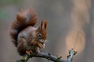 Red Squirrel in a forest