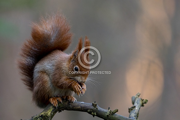 Red Squirrel in a forest