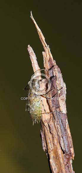 Green darner dragonfly nymph (Anax junius)