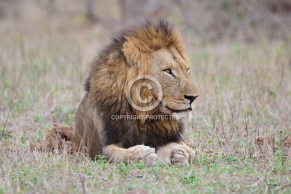 Lion