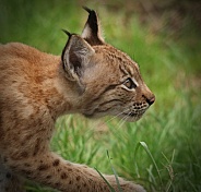 Lynx kitten