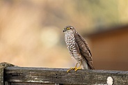 Sparrowhawk (female)