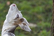 White roe deer with head up