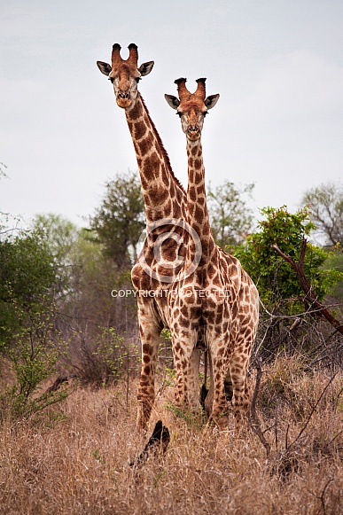 Giraffes