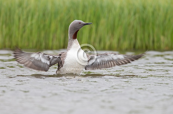 The red-throated loon or red-throated diver The red-throated loon or red-throated diver