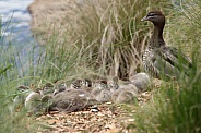 Australian wood duck with chicks