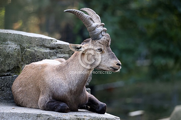 Alpine ibex (Capra Ibex)