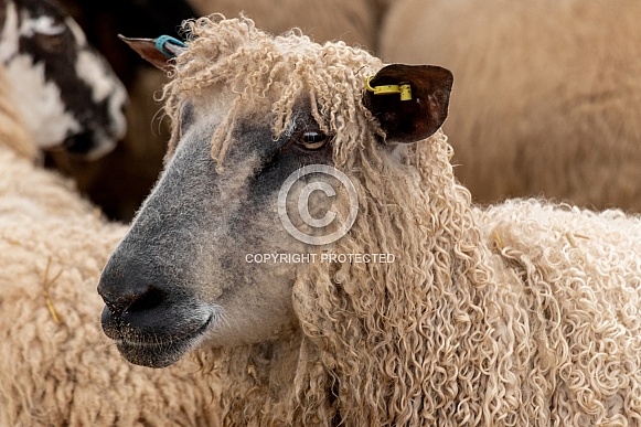 Sheep Side Profile Close Up