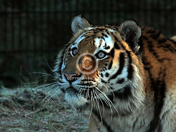 Siberian tiger Siberian tiger